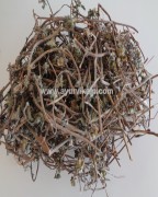 Eclipta Alba Bhringraj | Reduce hair loss | Bhringraj Herbs