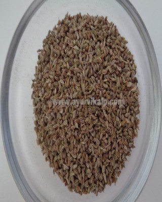 AJWAIN SEEDS, Trachyspermum Ammi, Bishop