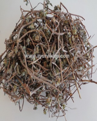 BHRINGRAJ, Eclipta Alba, Raw Whole Herbs of India